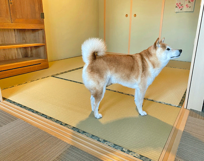畳の張替ビフォーアフター！愛犬にも安心・快適なダイケン和紙畳の施工事例